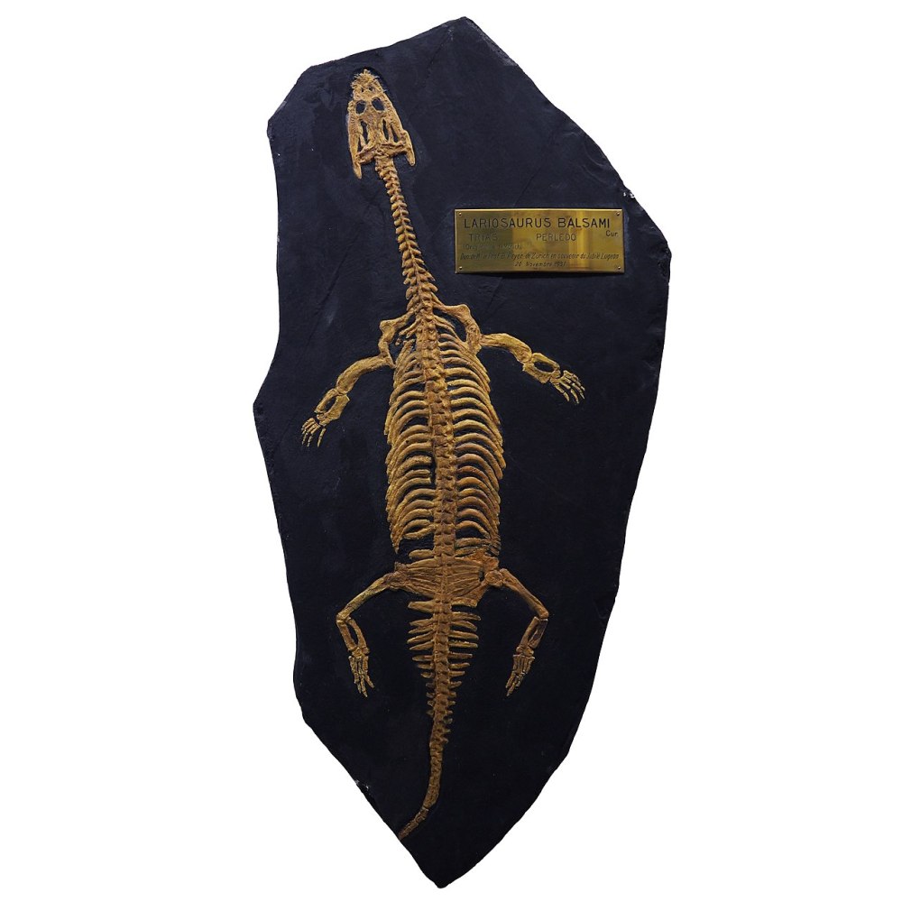 Lariosaurus Balsami перевод