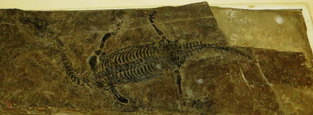 Lariosaurus Balsami перевод
