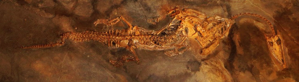Ceresiosaurus calcagnii
