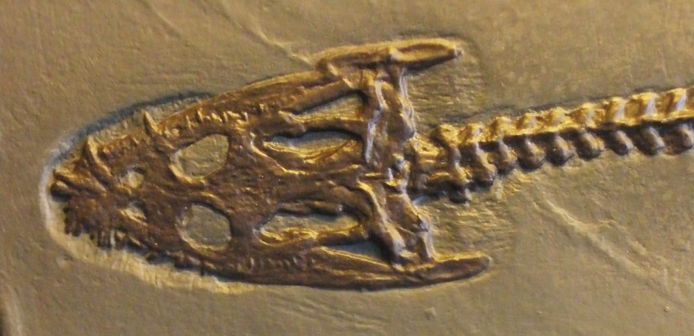 Lariosaurus Balsami перевод