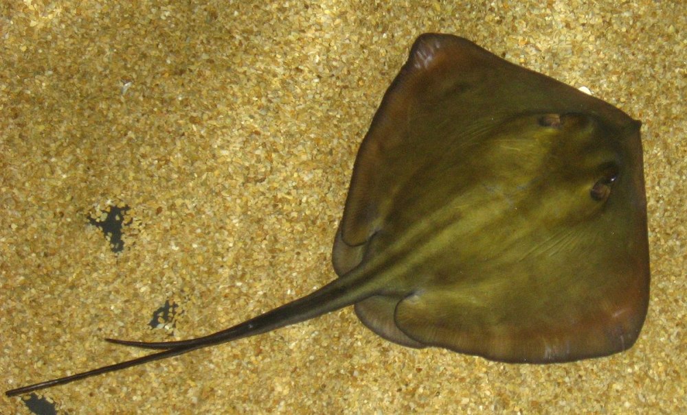 Скат-хвостокол морской кот
