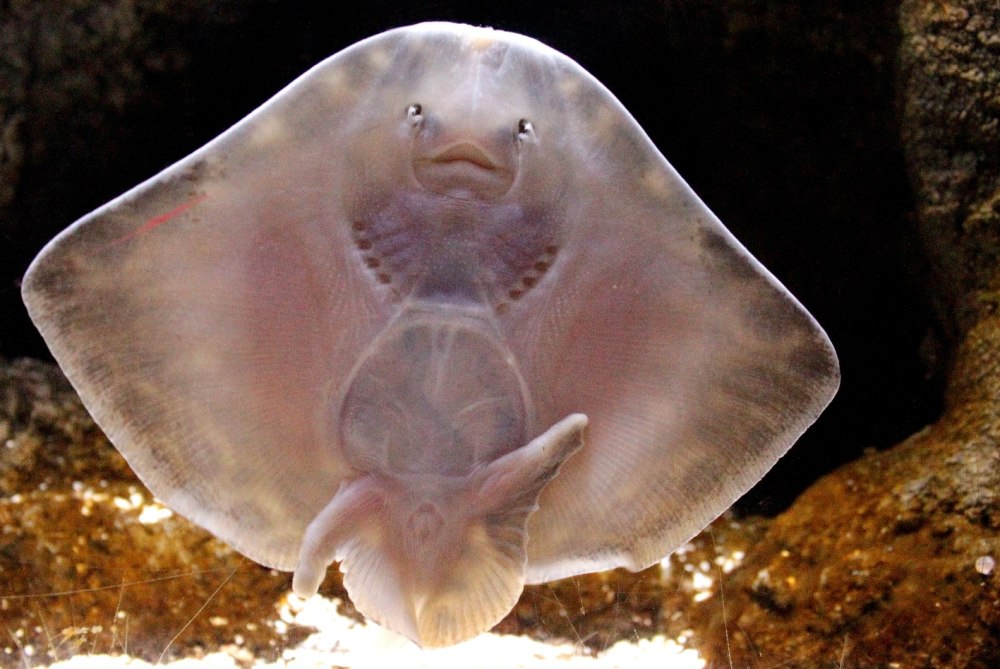 Raja clavata морская лисица