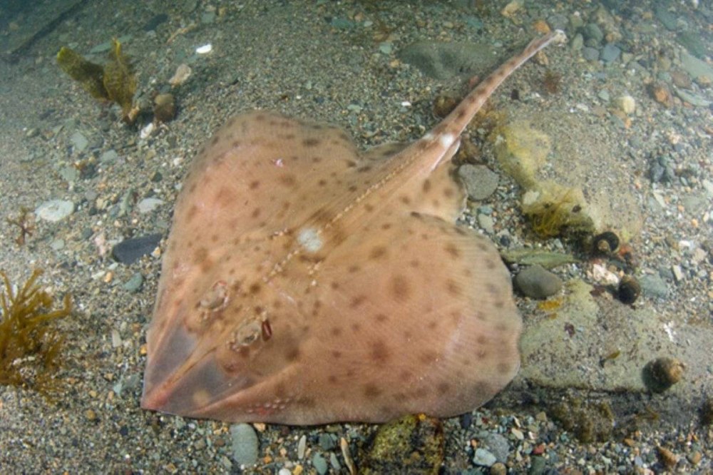 Скат-хвостокол морской кот