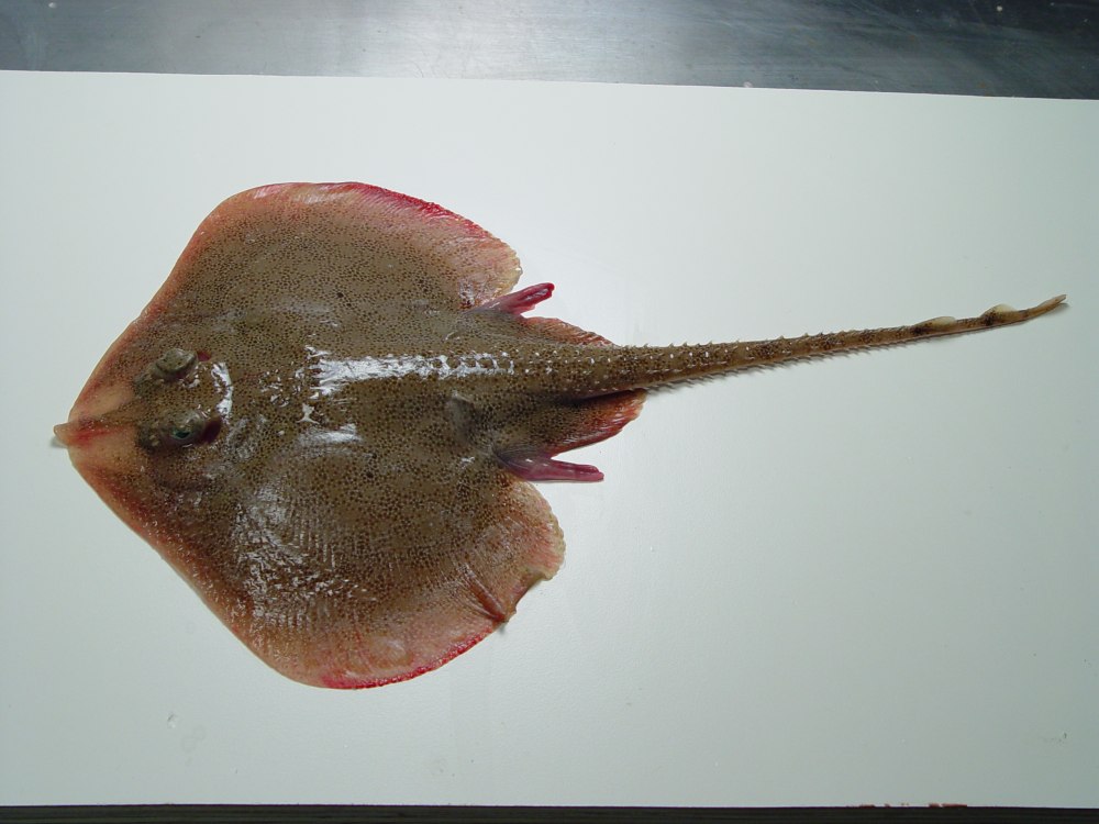 Leucoraja erinacea