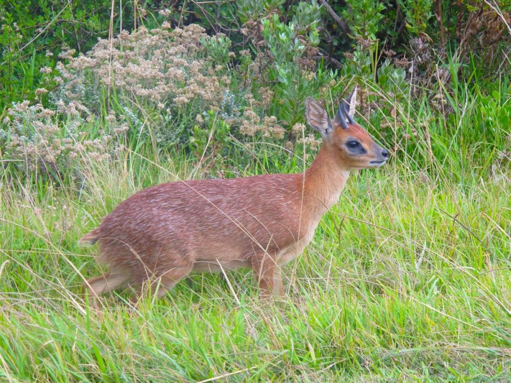 Raphicerus melanotis