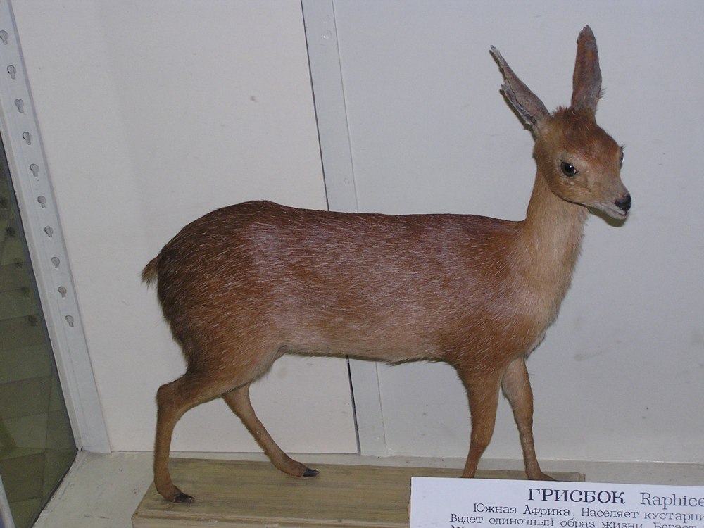 Капский грисбок