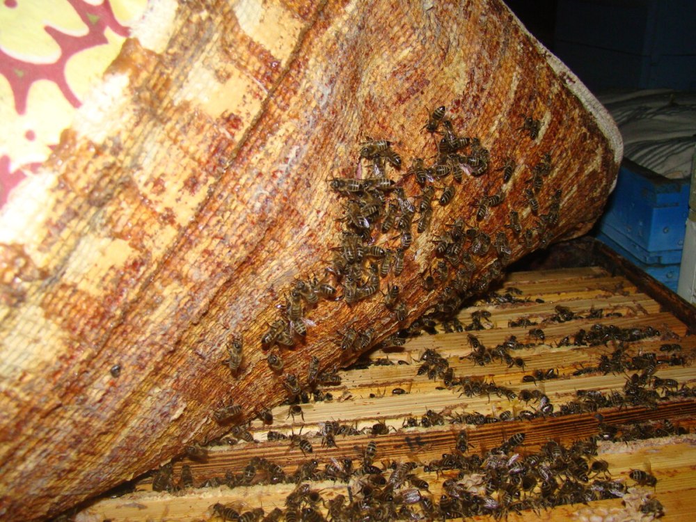 Пчелы paratrigona