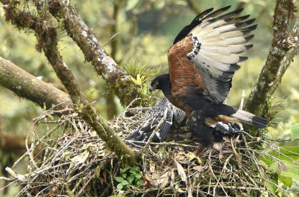 Black-and-Chestnut Eagle