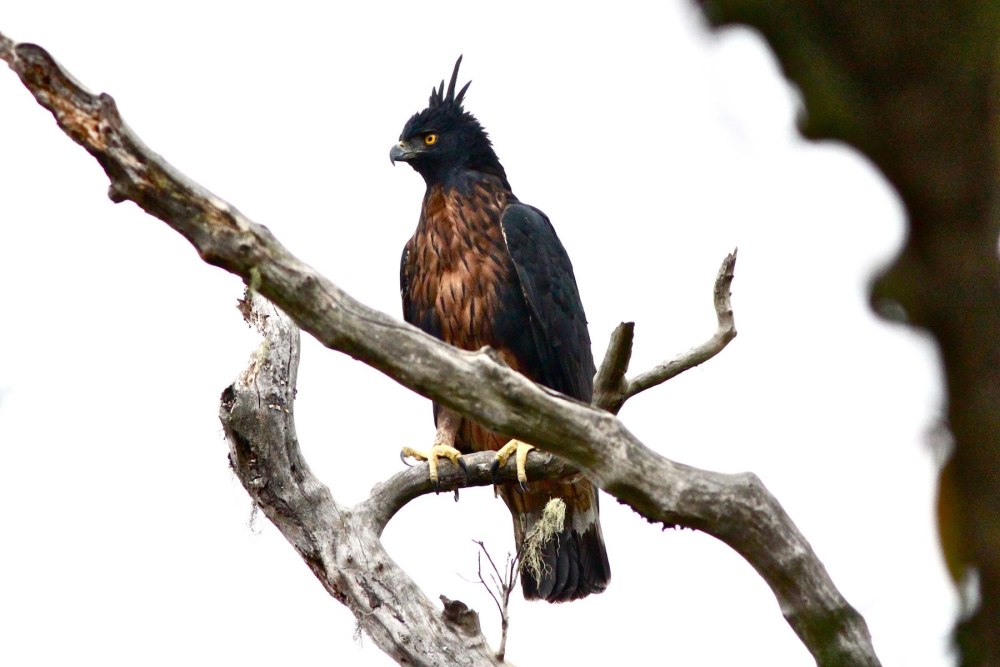 Black-and-Chestnut Eagle