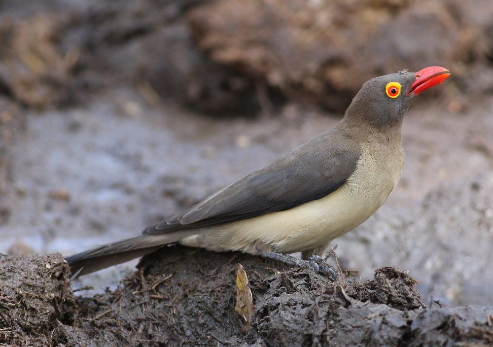 Buphagus erythrorhynchus