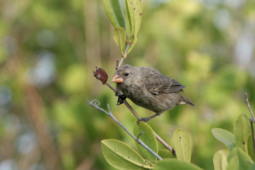 Certhidea olivacea