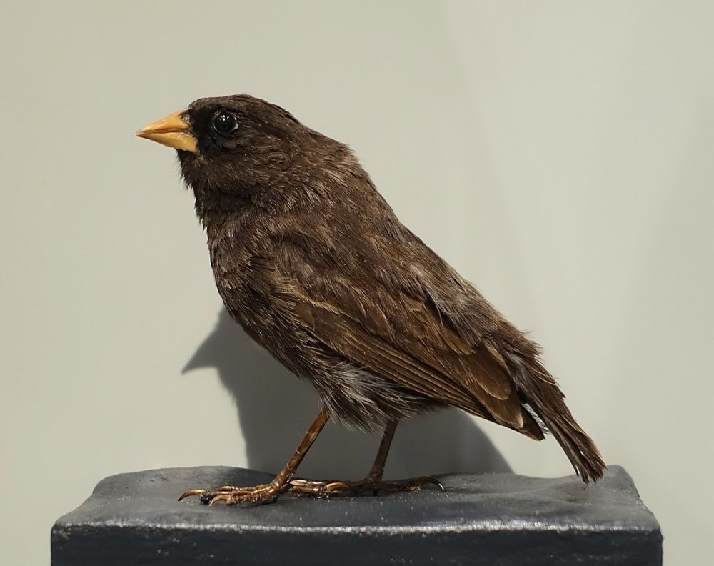 Ground Finch