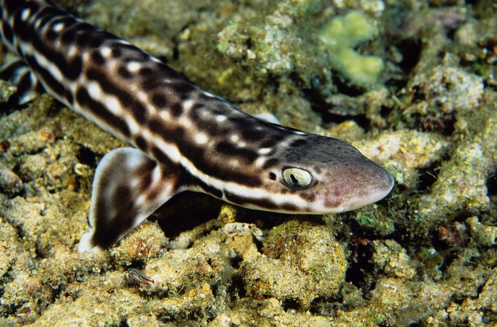Atelomycterus macleayi