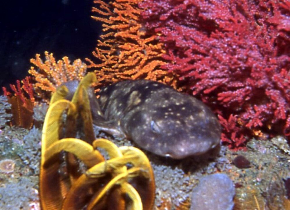 Haploblepharus edwardsii