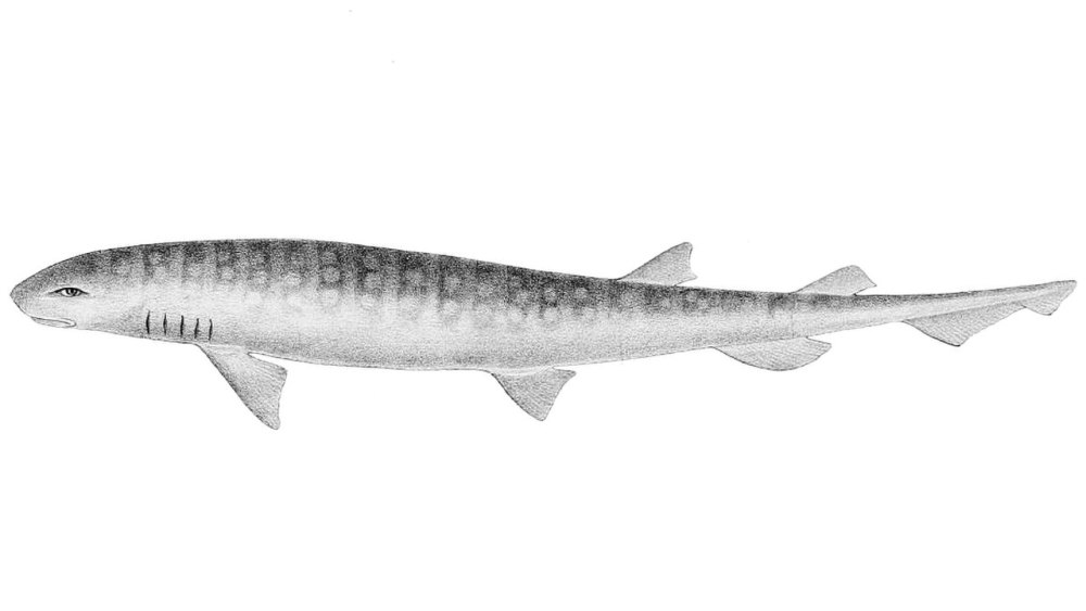 Haploblepharus edwardsii