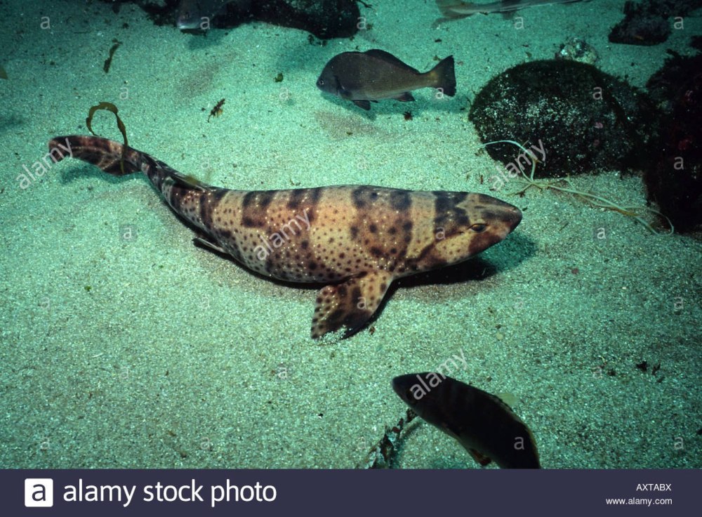 Cephaloscyllium ventriosum