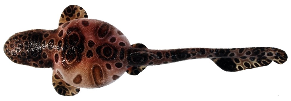 Cephaloscyllium ventriosum