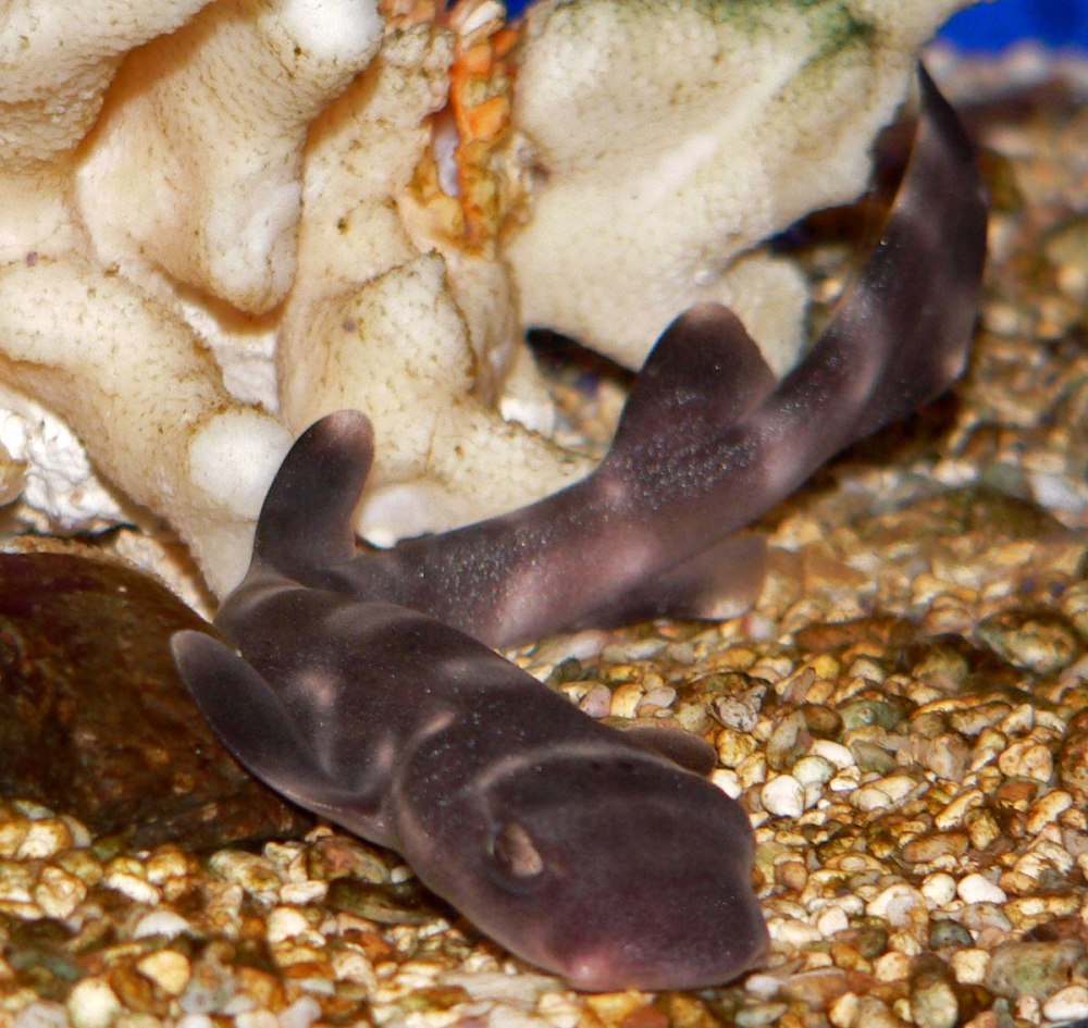 Atelomycterus marmoratus