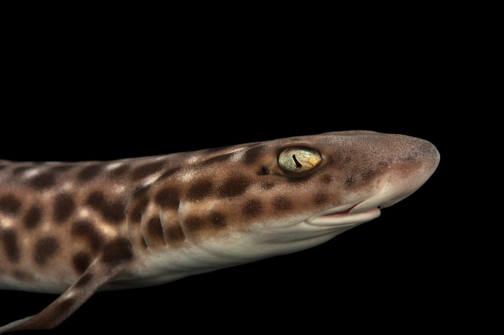Atelomycterus Baliensis