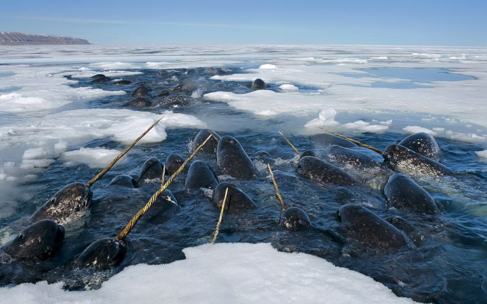 Нарвал морской Единорог