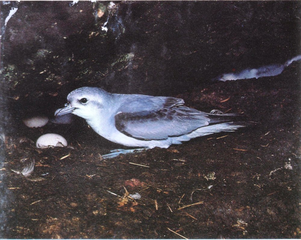 Pachyptila crassirostris