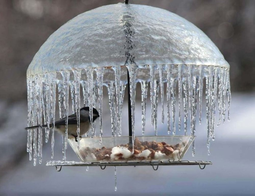 Кормушка зонтик