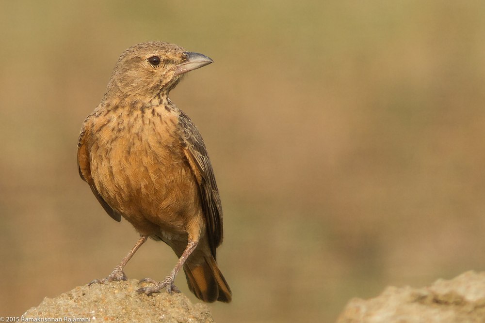 Ammomanes phoenicura