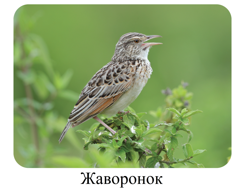 Жаворонок картинка для детей