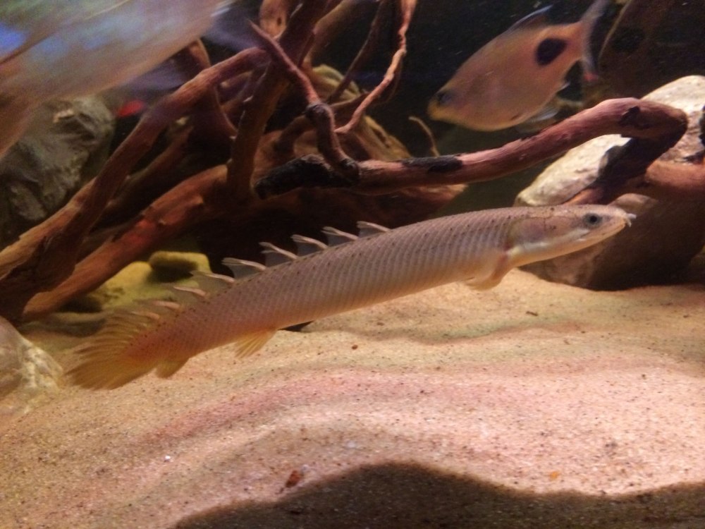 Polypterus senegalus форум