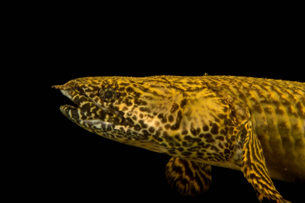 Полиптерус орнатипиннис (Polypterus ornatipinnis)