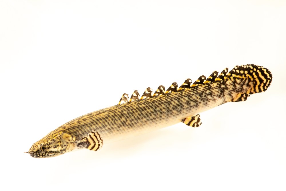 Полиптерус орнатипиннис (Polypterus ornatipinnis)