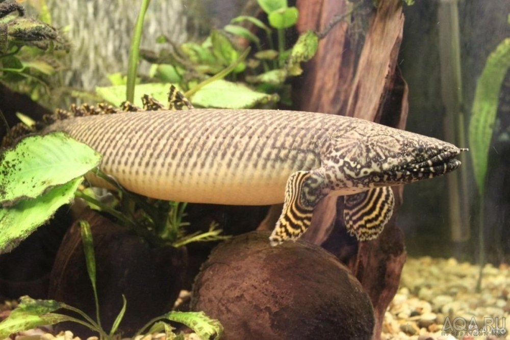 Полиптерус орнатипиннис (Polypterus ornatipinnis)