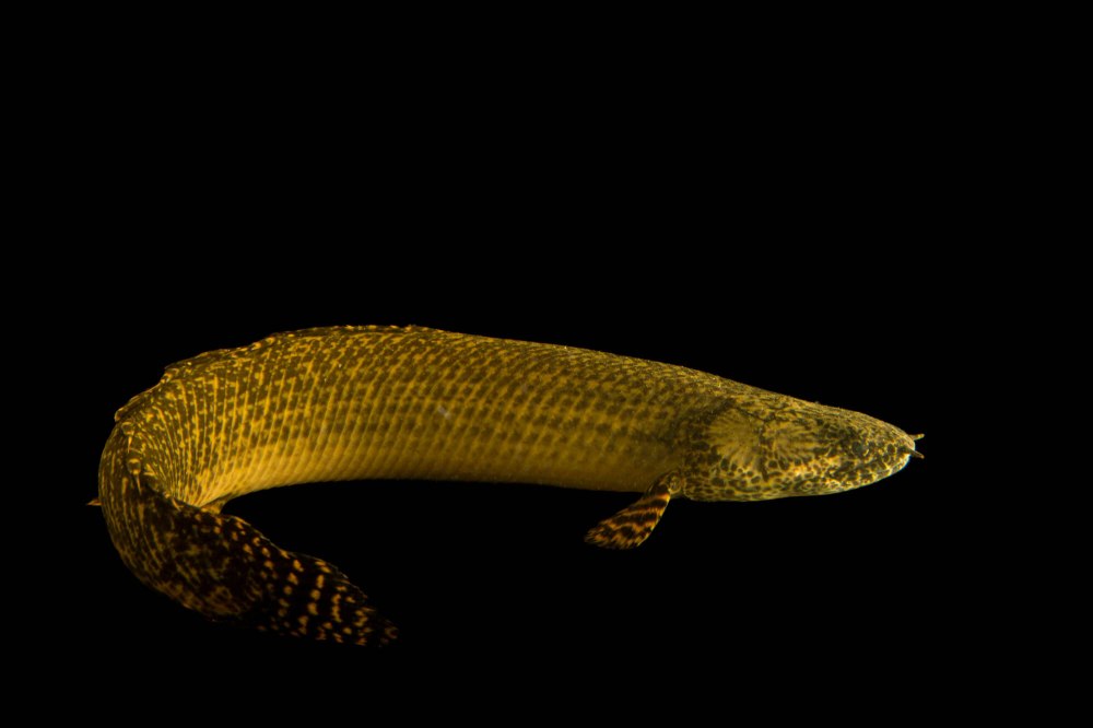Полиптерус орнатипиннис (Polypterus ornatipinnis)