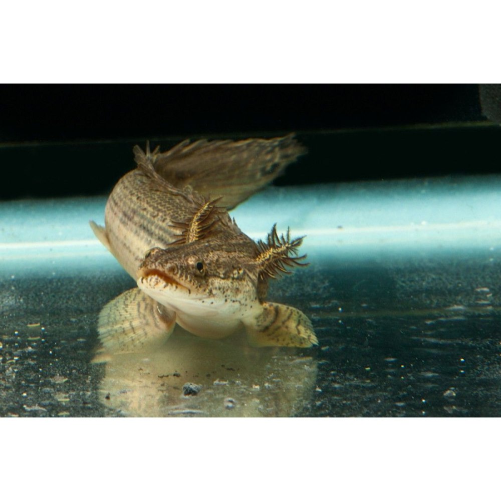 Polypterus lapradei