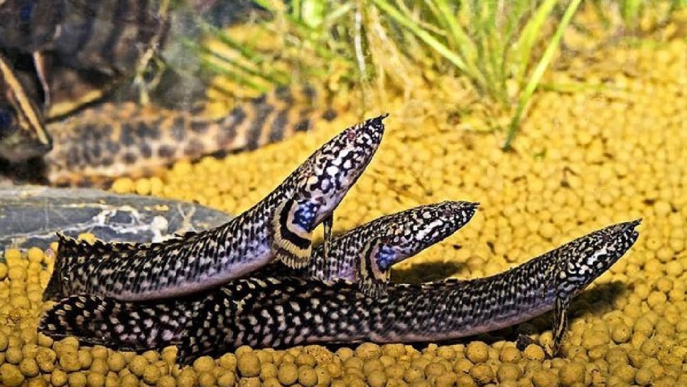 Полиптерус орнатипиннис (Polypterus ornatipinnis)
