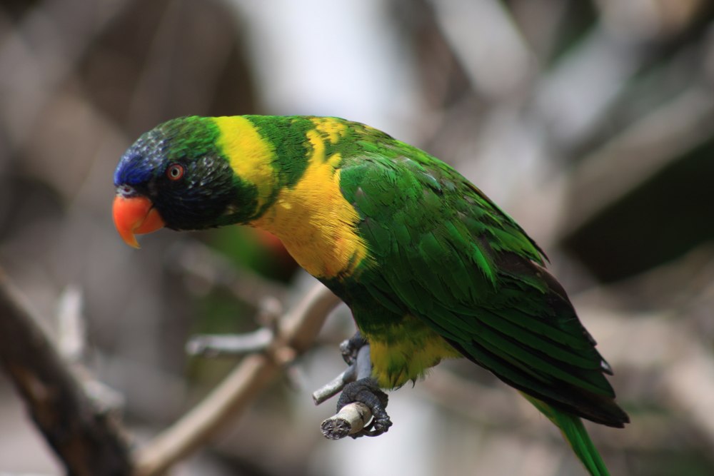 Лорикет Джонстонов Trichoglossus johnstoniae