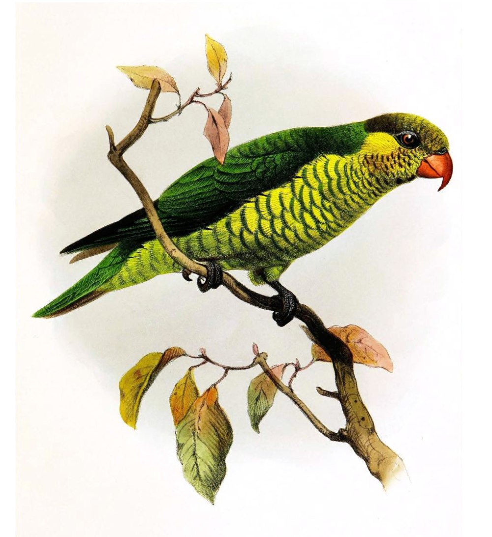 Trichoglossus flavoviridis