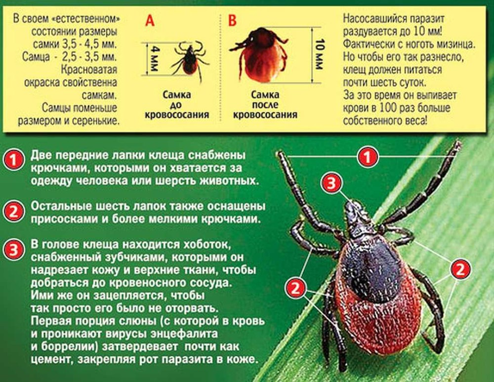 Осторожно, клещ!