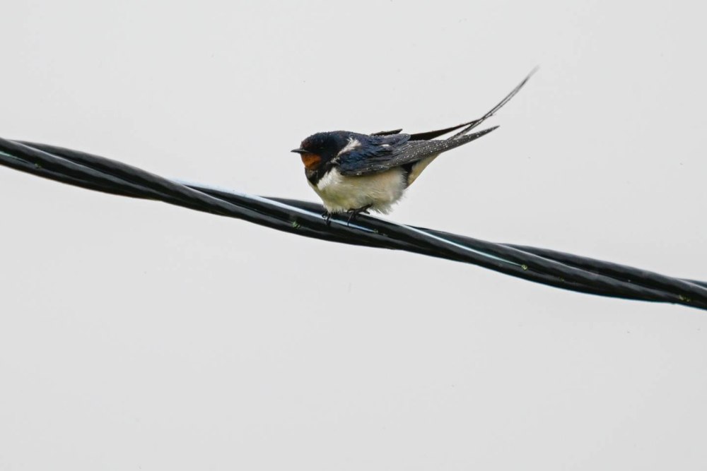 Деревенская Ласточка – Hirundo Rustica