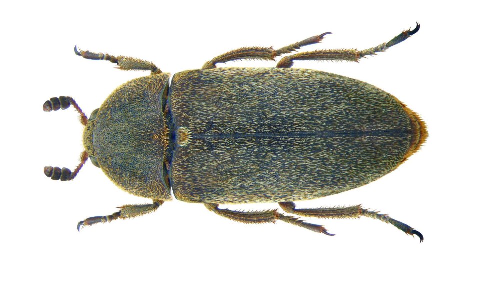 Личинка жука Dermestes sibiricus (Dermestidae)