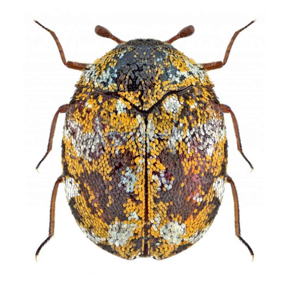 Anthrenus flavipes