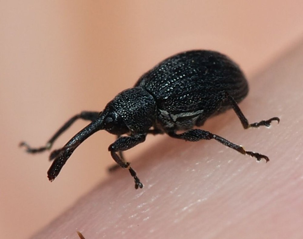 Anthonomus Grandis