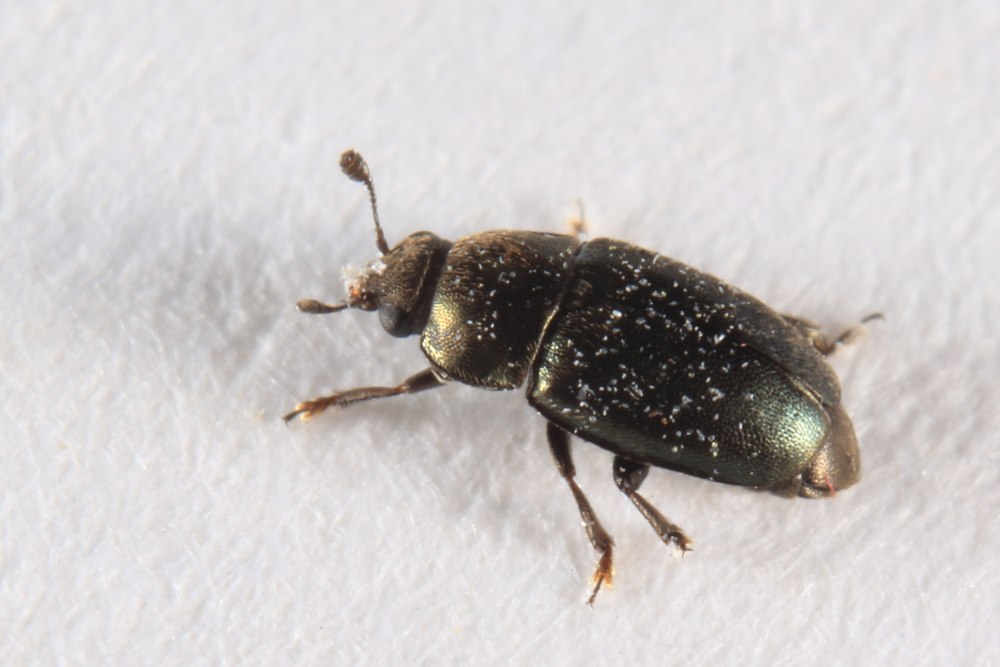Meligethes aeneus