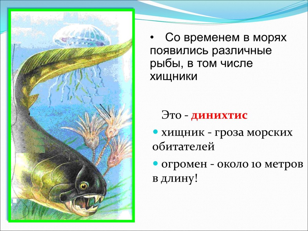 Информация о динихтисе