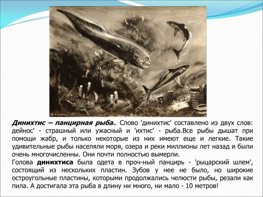 Динихтис рыба