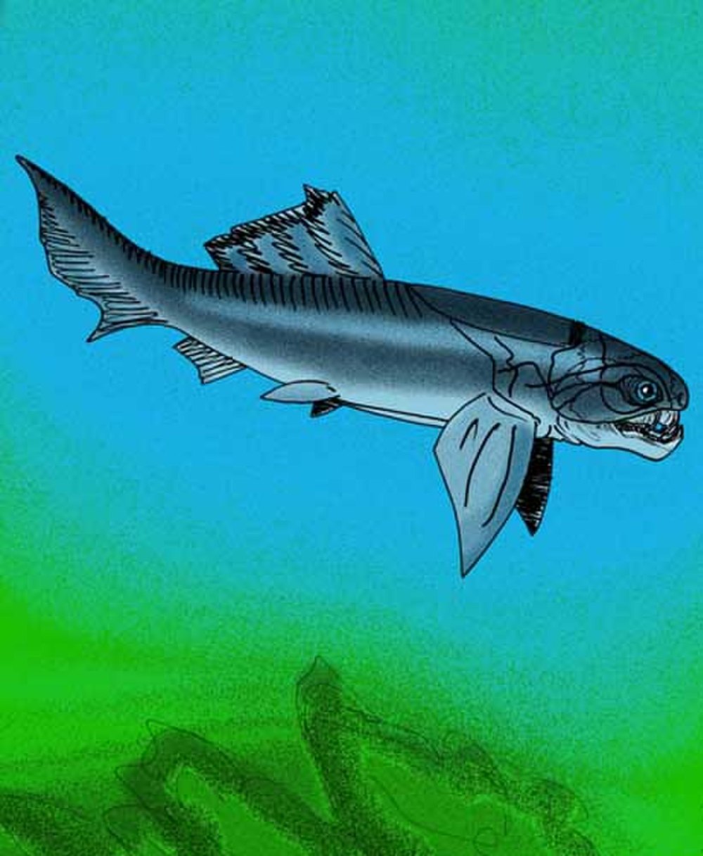 Gorgonichthys clarki