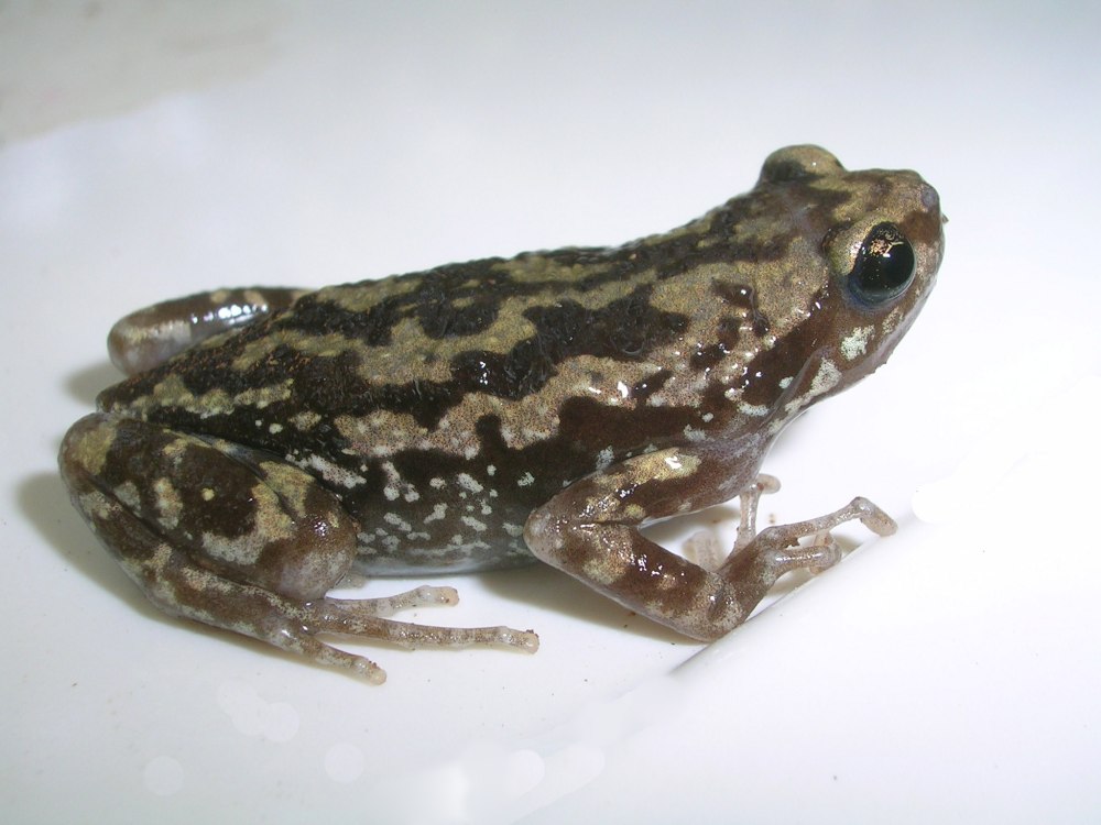 Uperodon taprobanicus