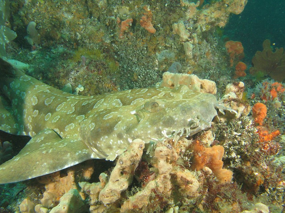Orectolobus maculatus