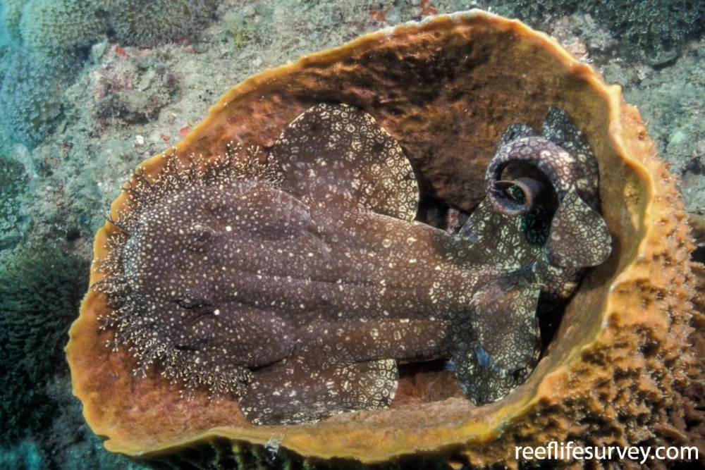 Eucrossorhinus dasypogon