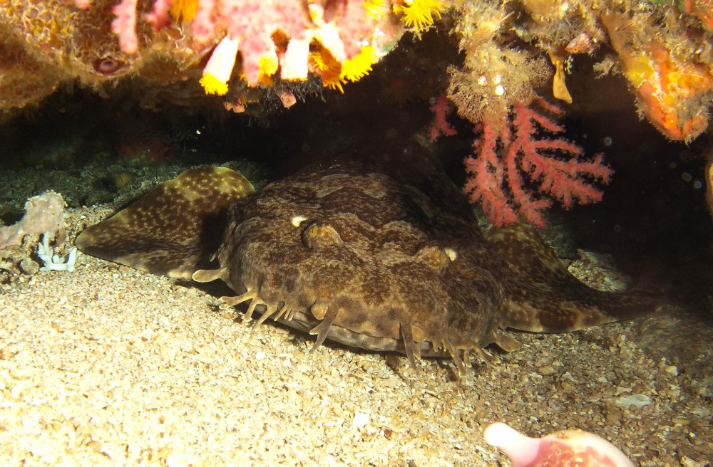 Orectolobus japonicus